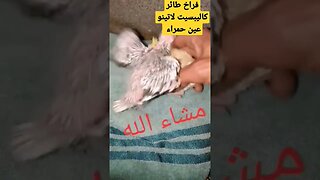 فراخ طائر كاليبسيت لاتينو عين حمراء