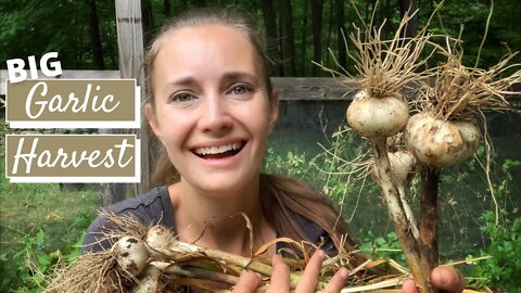 Garlic Harvest and Growing Tips