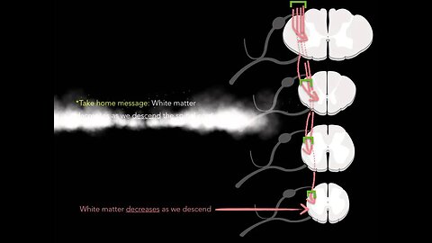 Spinal cord White matter