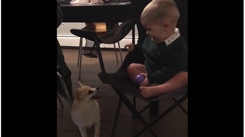 Baby and doggy battle it out for toy dominance