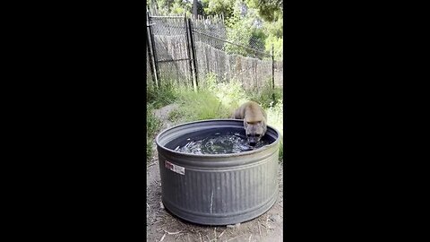 Hyena Bobs For Sweet Potatoes At California Zoo