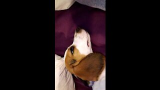 Mia the beagle