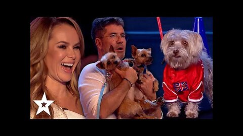 10 FUNNIEST Animal Auditions EVER On Got Talent