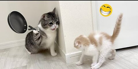 Funny cats moment 🤣 make you laugh 😂 - best funniest Animals video 2023