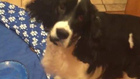 Springer Spaniel Overjoyed For New Pool Float