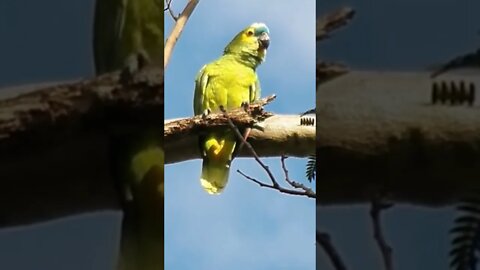 Papagaio Verdadeiro - Amazona Aestiva