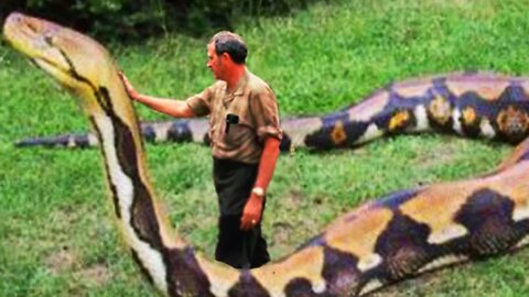 Largest Snakes! Big Snakes! Enormous Snakes