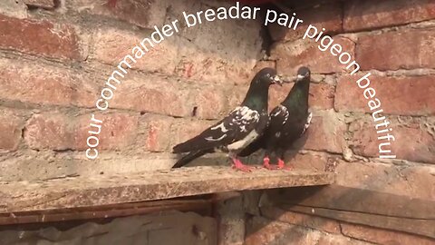 Core commander breadar pair pigeon beautiful