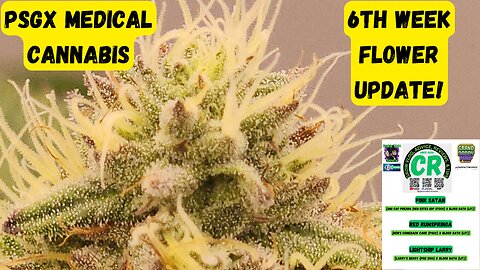 Prairie State Genetix Murder She Wrote Pack Medical Cannabis 6th week flower/bloom update!