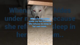 Dog hides under my bed....
