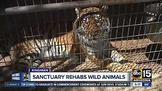Arizona sanctuary rehabs wild animals