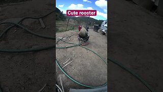 Farm cam. Funny rooster