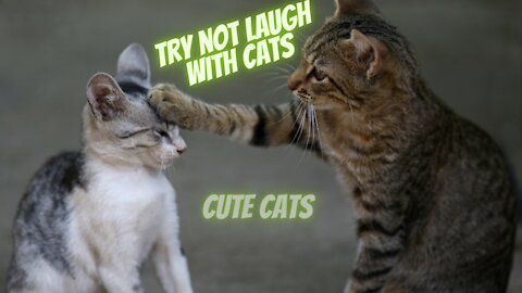Let's laugh together - funny cats,funniest cats 😹 don't stop laughter 😹CUTE ANİMALS
