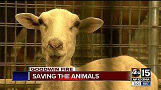 How volunteers are keeping animals safe during Goodwin Fire