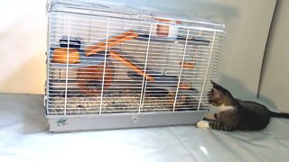 The Small Cat and the Hamster Cage