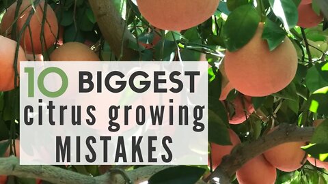 10 Biggest CITRUS GROWING MISTAKES