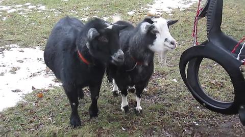 Old dog's attempt to play with goats get him head-butted