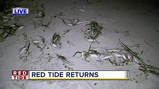 Dead fish wash up on Pinellas beaches