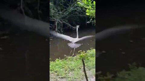 huge bird thinks he's alone, notices me, shits himself