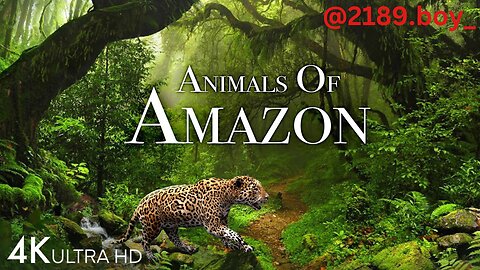Animals Of Amazone Jungle 4K viedo
