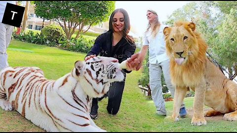 Wild in Dubai: Tigers and Lions as Exotic Pets"