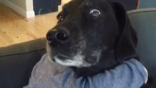 A Dog Gets Bug Eyes When Hugged By A Toddler