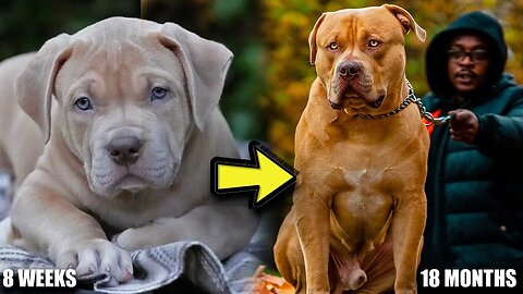 8 Weeks to 18 Months American Bully Transformation | Bully's From UK