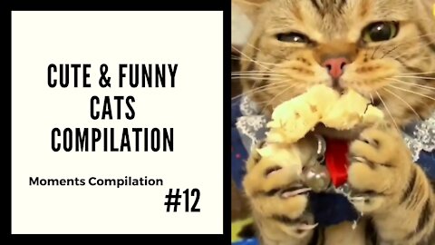 Cute and Cats Moments #12 - Moments Compilation