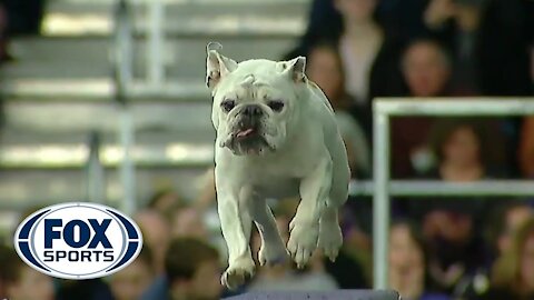 Watch Rudy the Bulldog crush the 2019 WKC Masters Agility course