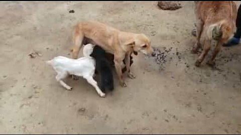 Amazing dog feeds hungry baby goats