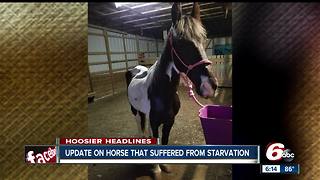 Starving horse saved from Monroe County farm recovering well