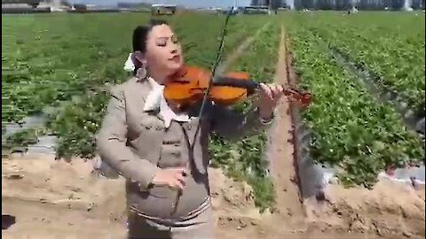 Mariachi band give serenade of thanks to immigrant farmworkers