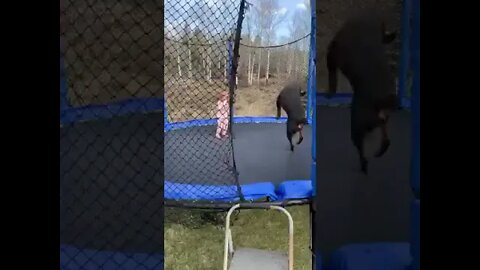 my dog ​​on the trampoline