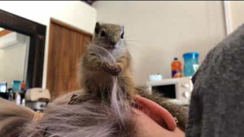 Hai mai visto uno scoiattolo parrucchiere?