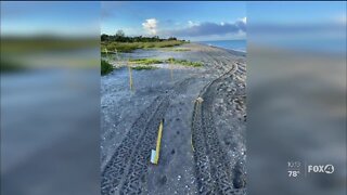 Sea Turtle nest vandalized on Captiva