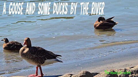 A goose and some ducks by the river / beautiful birds by the water.