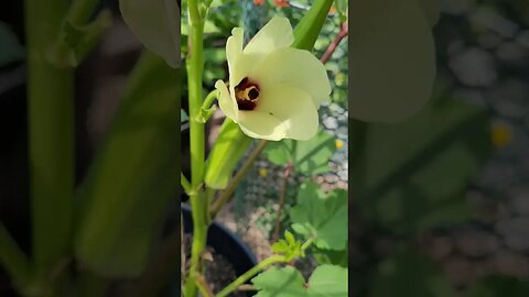 Picking Okra