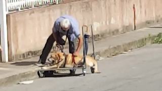 Loyal Owner Walks His Dog Suffering From Bone Cancer