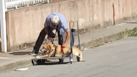 Loyal Owner Walks His Dog Suffering From Bone Cancer
