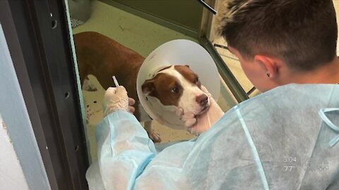 50-60 dogs test positive for canine influenza at Big Dog Ranch Rescue