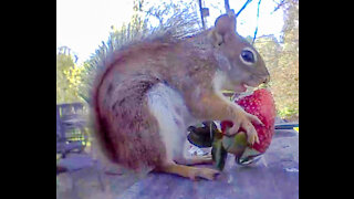 Eerily Satisfying Squirrels Munch Mouthfuls of Nuts, Berries and Citrus
