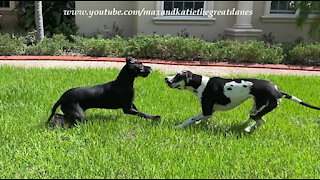 Playful Great Danes Enjoy A Funny Racing Wrestling Romp