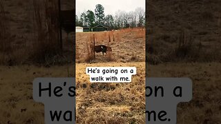 Our Cow Taking a Walk with Me.