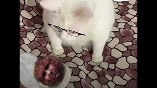 Does Catturd not like the Meatball?