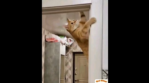 Very funny cats 😻 interesting video