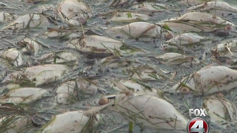 Red Tide kills mass amounts of fish in Pine Island