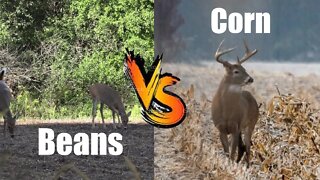Do deer prefer a cut corn field or cut bean field in late season?