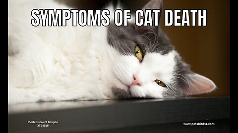 How do you know if a cat is dying #pets_birds #cat_dying