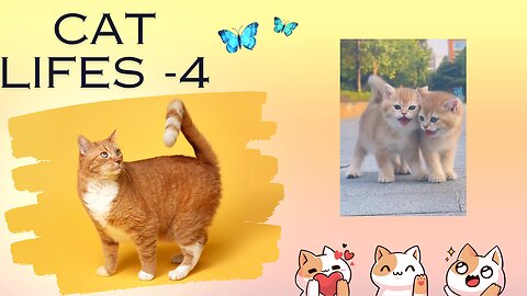 Cats life videos 4 😹 Funny cat videos