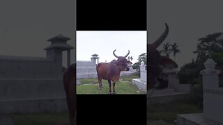 Cemetery Cows